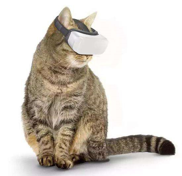 猫咪VR